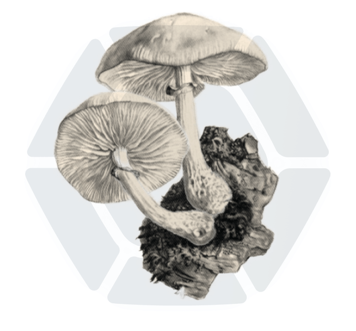 gravure de champignon