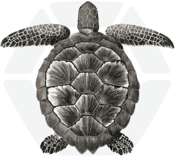 Gravure de Tortue Verte