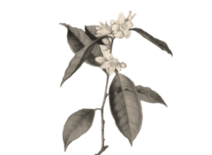 une gravure de fleur d'oranger