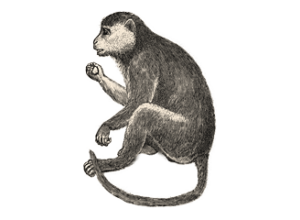 une gravure de singe